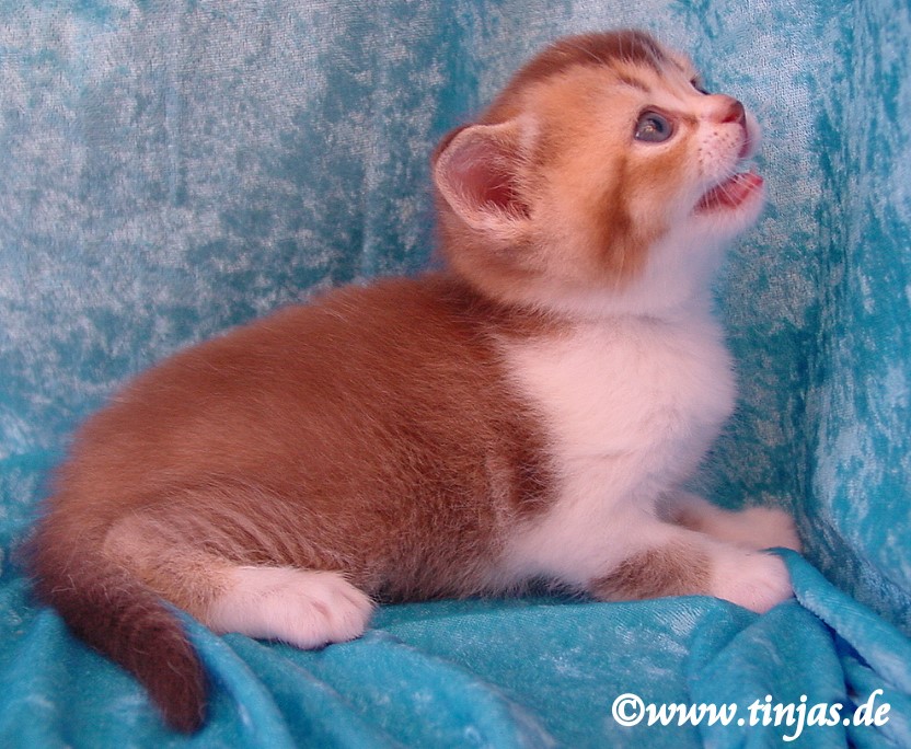 Britisch Kurzhaar (BKH) Kitten und Britisch Langhaar Katzenbabys