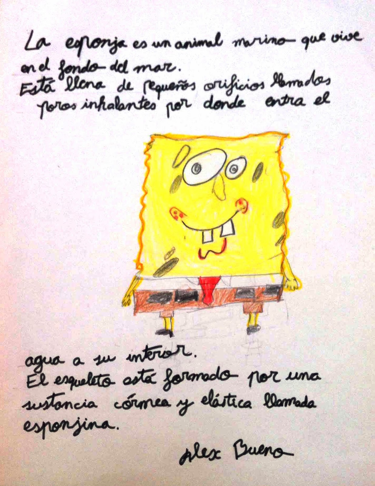 Bob Esponja Papischulos105bachi4
