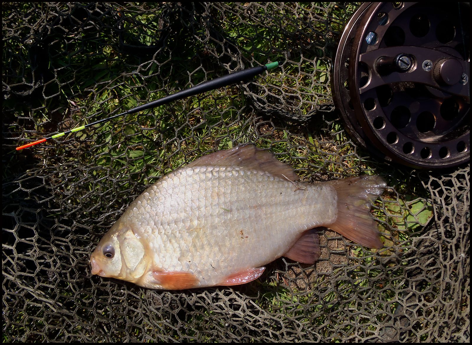 How to catch crucians How to catch crucians