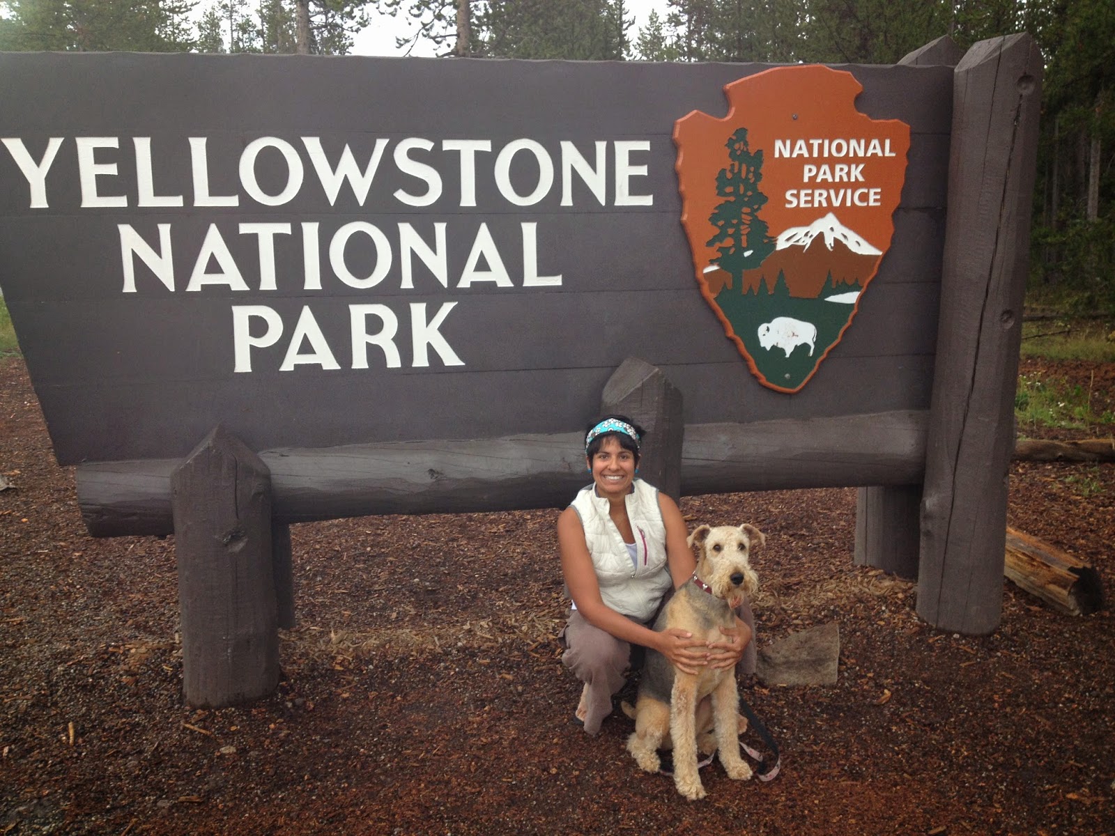 Airedale Adventures in the PNW