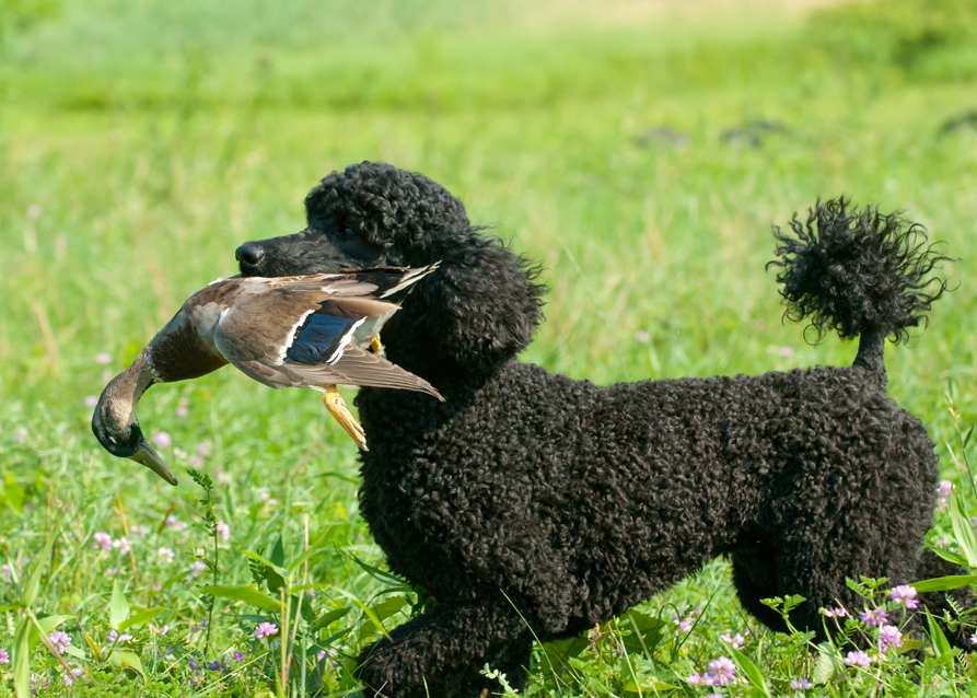 Argus the Hunting Poodle