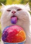 Cat With a snowcone