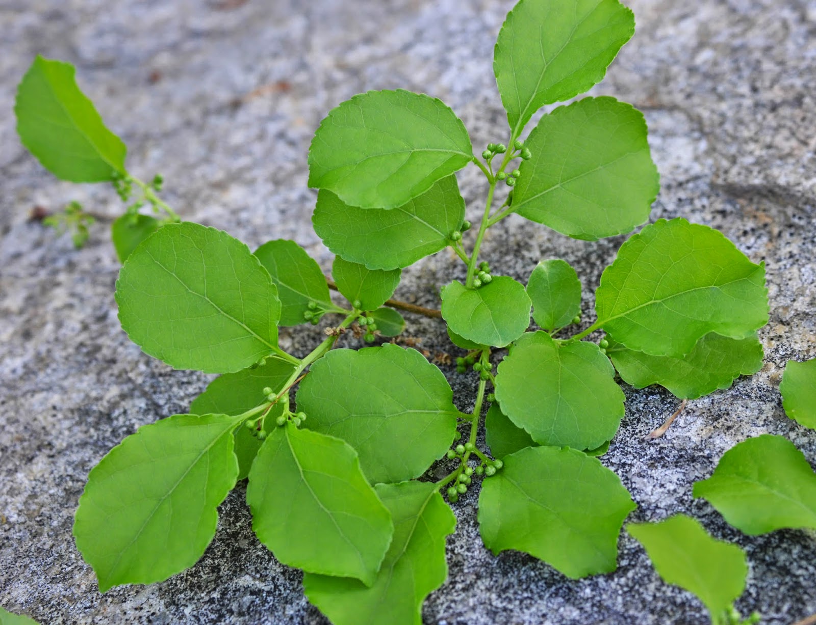 Glastonbury Bittersweet Battlers Invasive Plants Journal May Invasive
