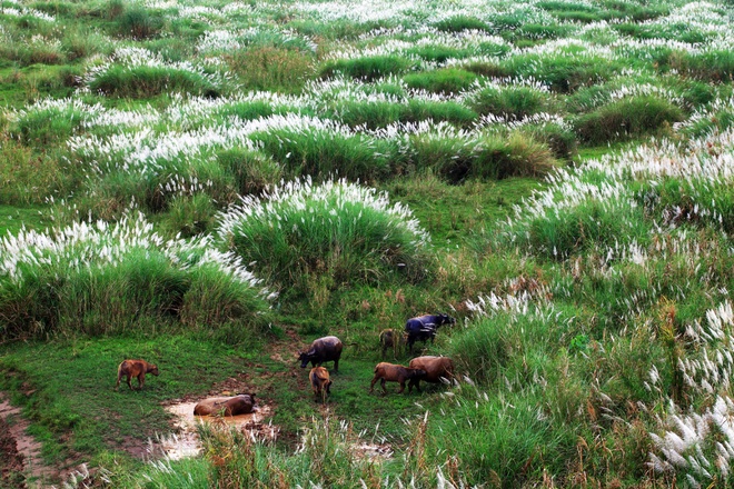 [Image: mua-co-lau-ben-cay-cau-tram-tuoi-long-bien-3.jpg]