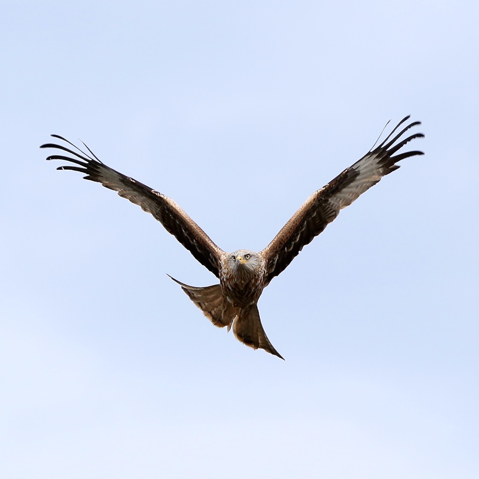 TrogTrogBlog Bird of the week Red kite