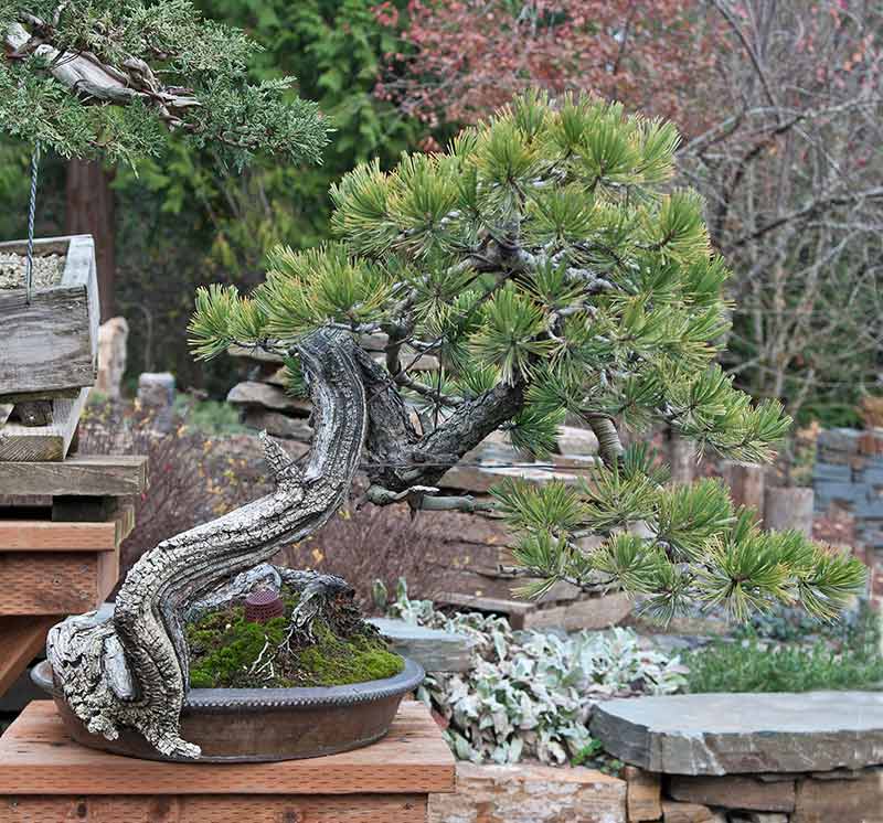 Walter's Travelogues Bonsai in Oregon Ryan Neil