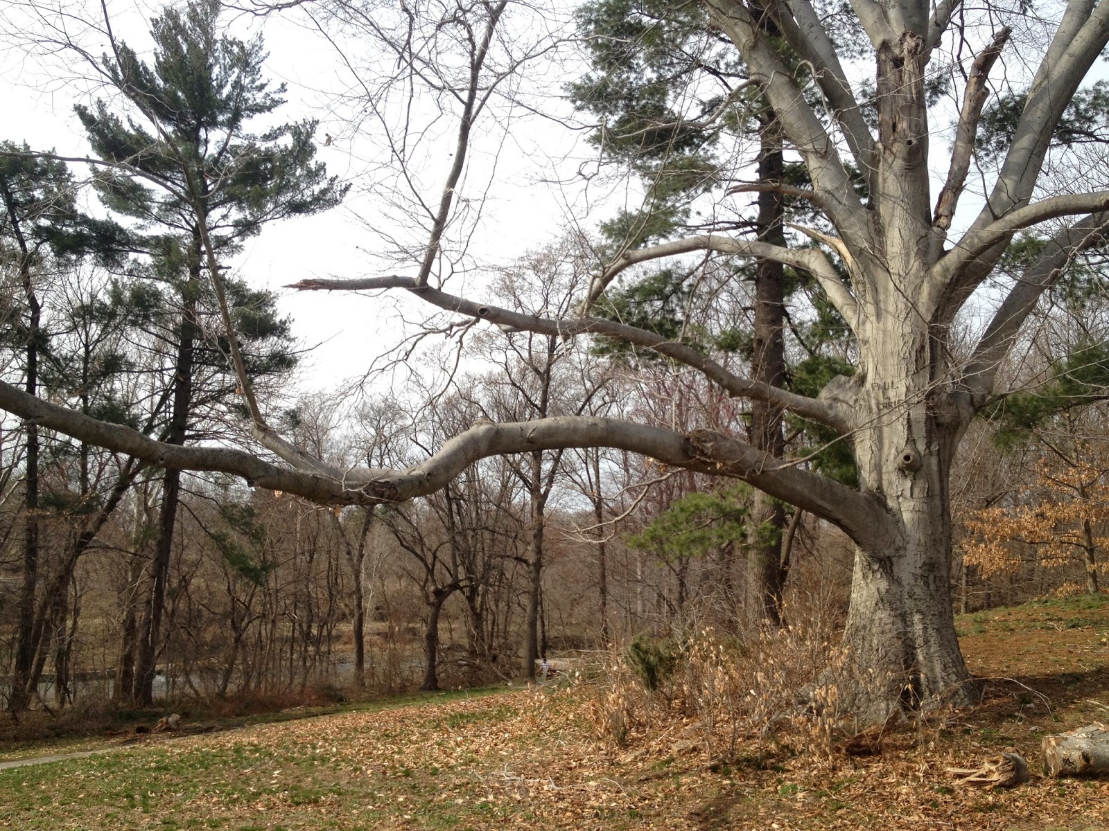 PHILLY TREES Notable Trees List