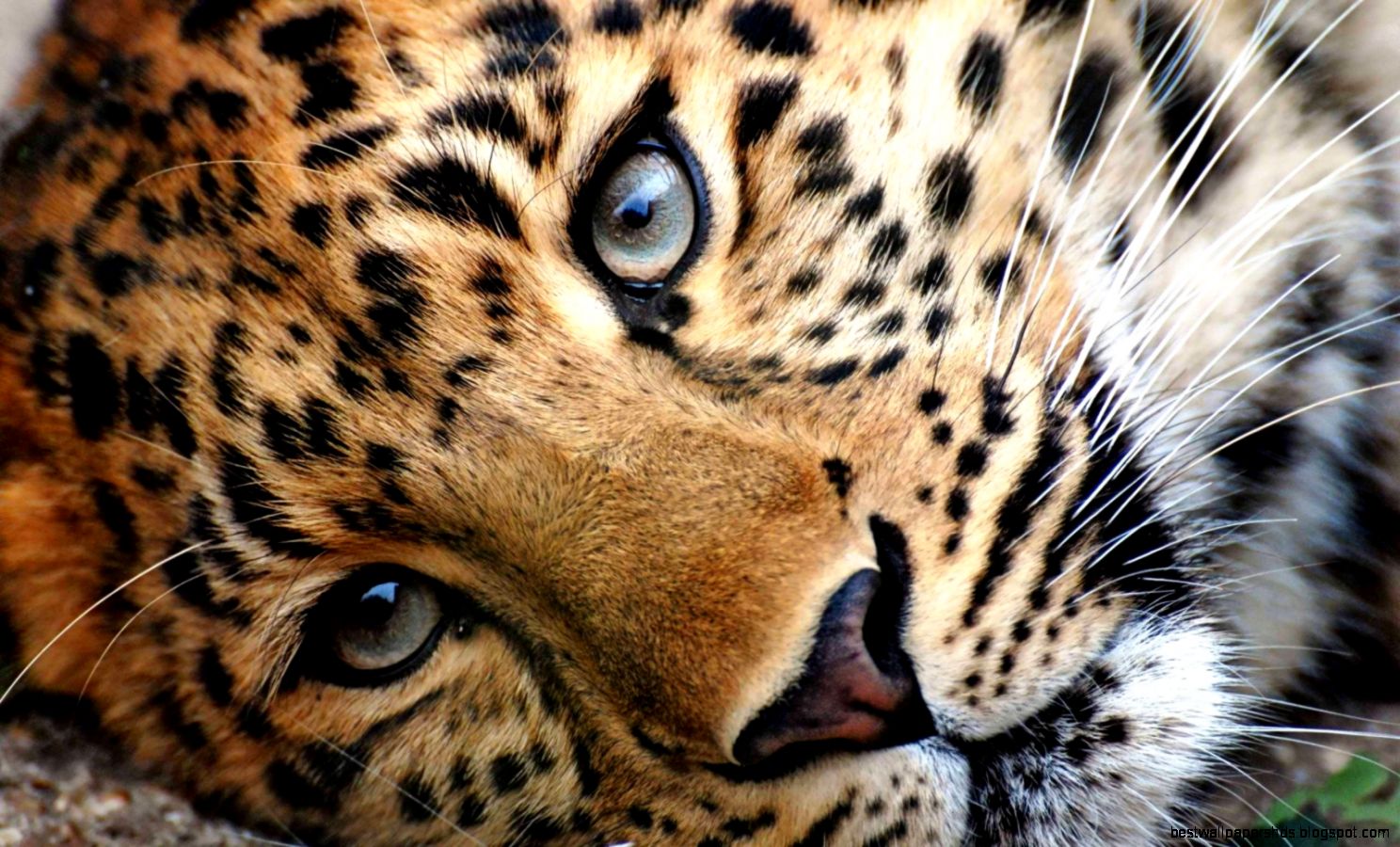 Cheetah Wallpaper 6837337 Cheetah Wallpaper 6837337