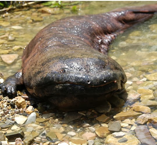 AVEEK- Blogs: American Giant Salamander