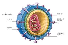 Estructura del virus del vih sida
