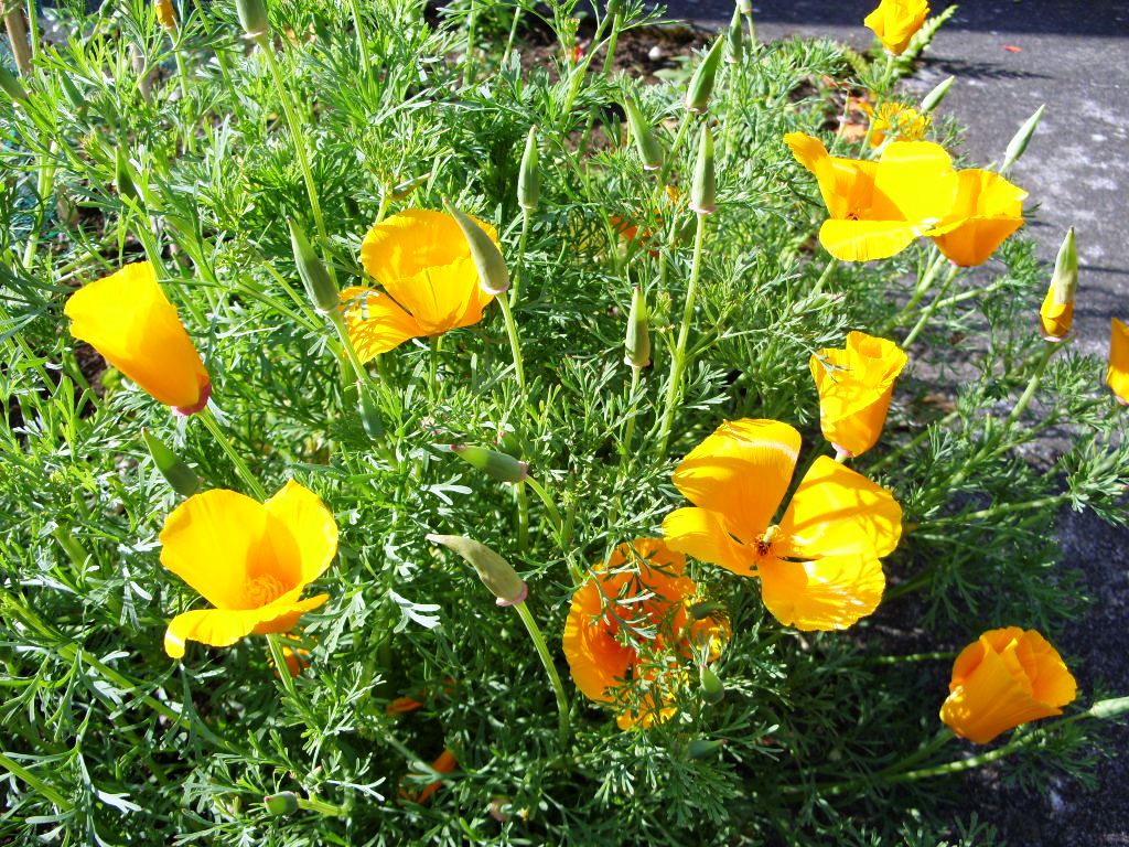 Kelli's Northern Ireland Garden Poppy Show