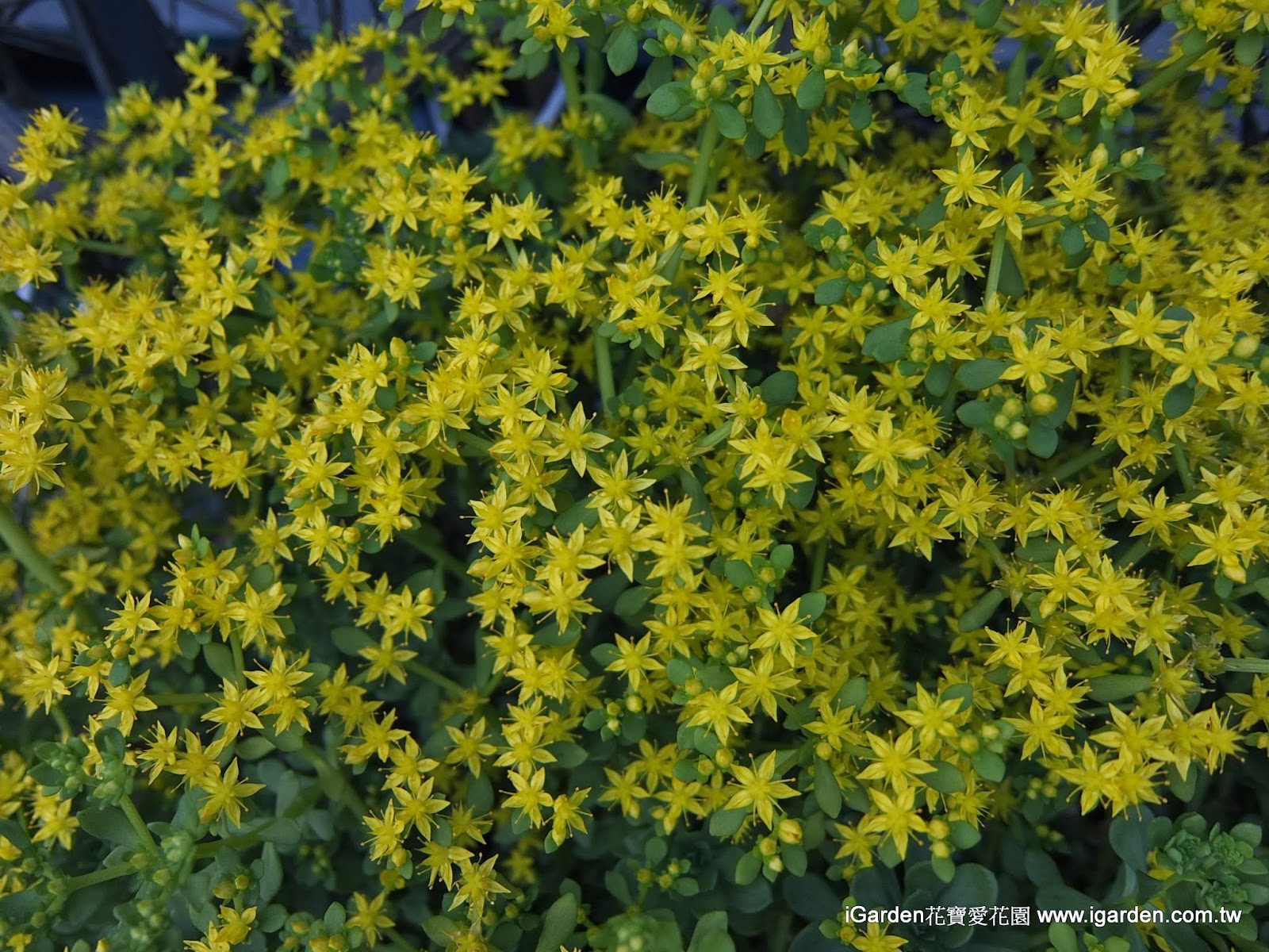 百花爭艷 14年4月igarden 頂樓花園實錄 園藝部落格 Igarden 花寶愛花園園藝文摘plus