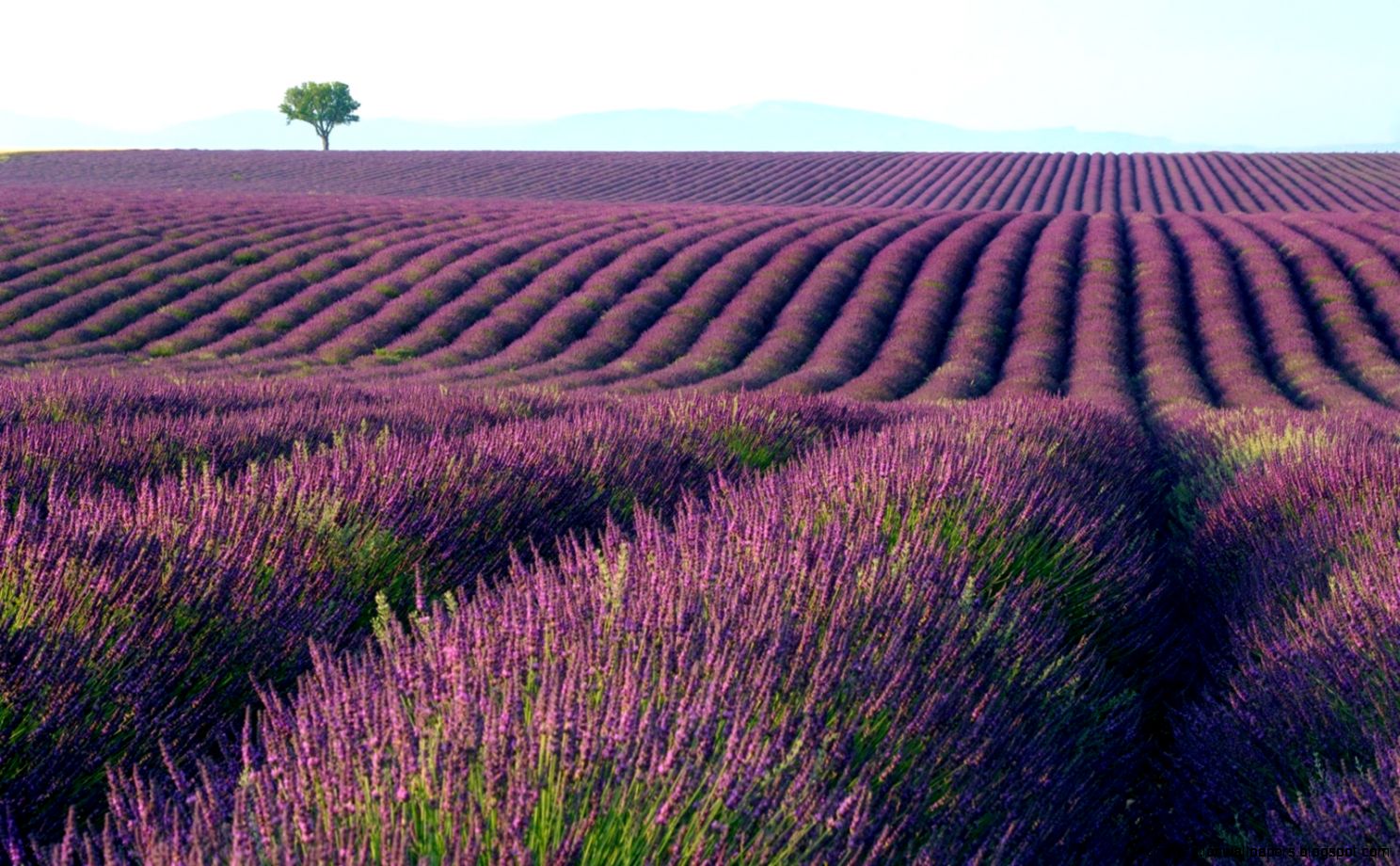 Lavender Field Wallpaper Lavender Field Wallpaper