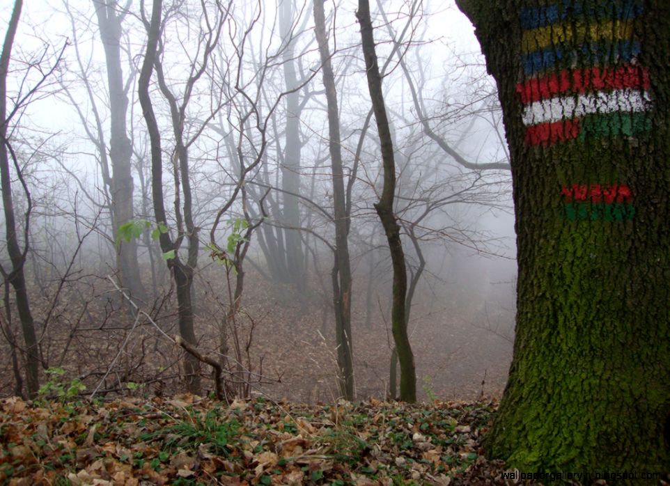 A Misty Winter Morning in the Vienna Woods Am Bisamberg … Flickr A Misty Winter Morning in the Vienna Woods Am Bisamberg … Flickr