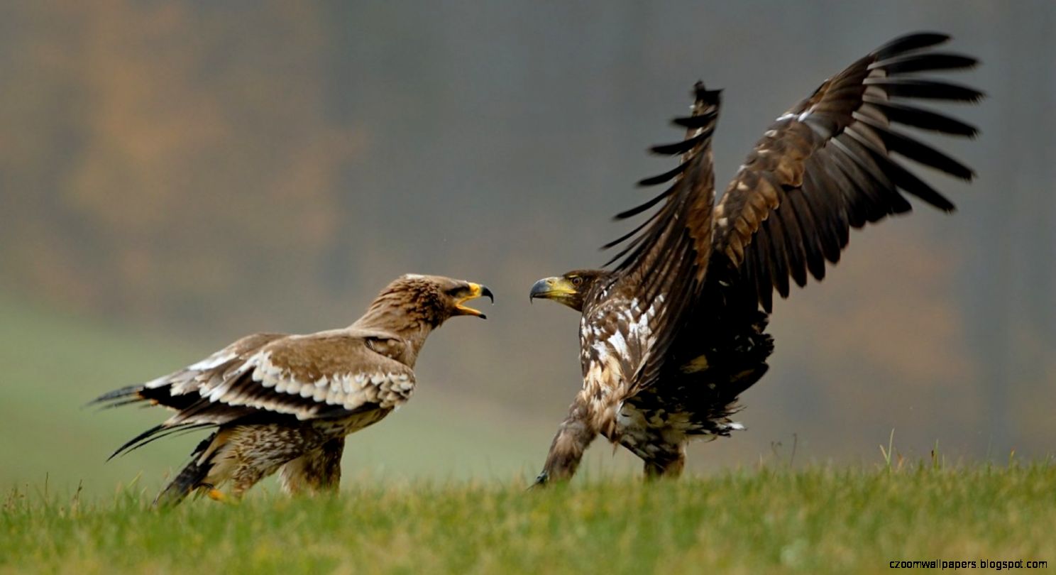 Animals birds fight hawks prey wallpaper 75442 Animals birds fight hawks prey wallpaper 75442
