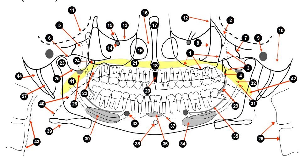 Dentistry lectures for MFDS/MJDF/NBDE/ORE Anatomical Landmarks Of