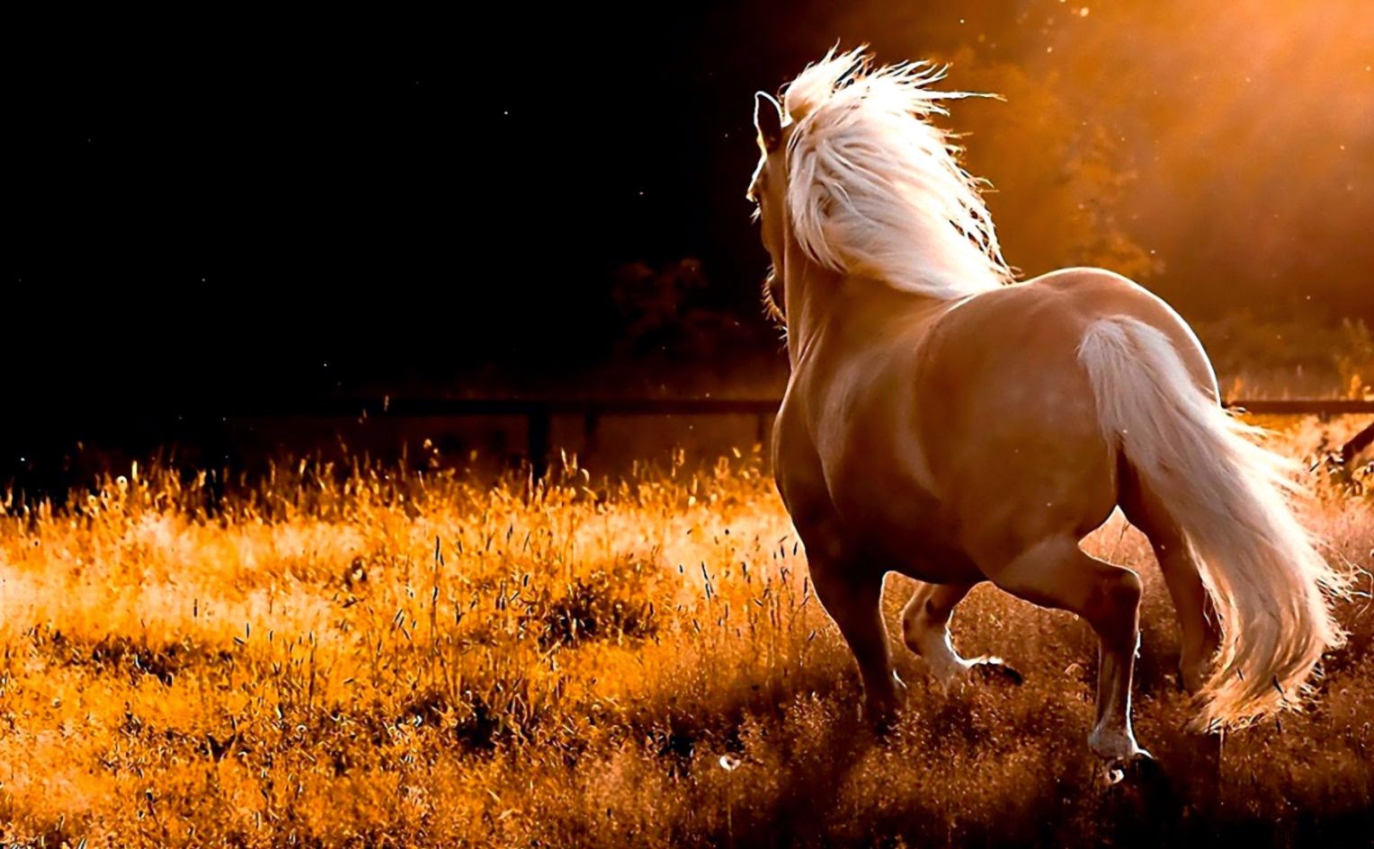 Wild Horses Desktop Wallpaper