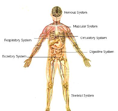 how many system of human body are there