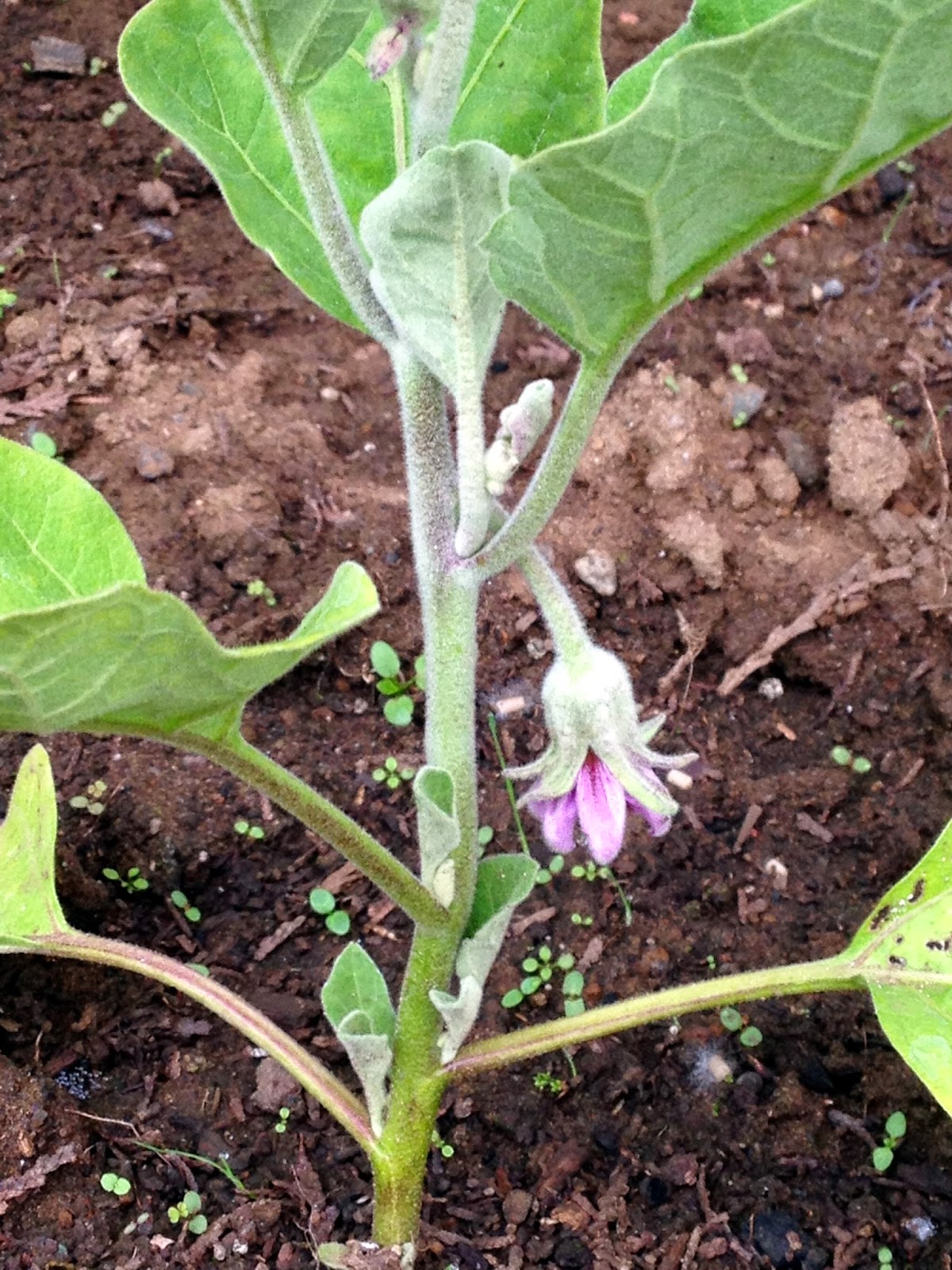 Male Eggplant Flower Tabitomo