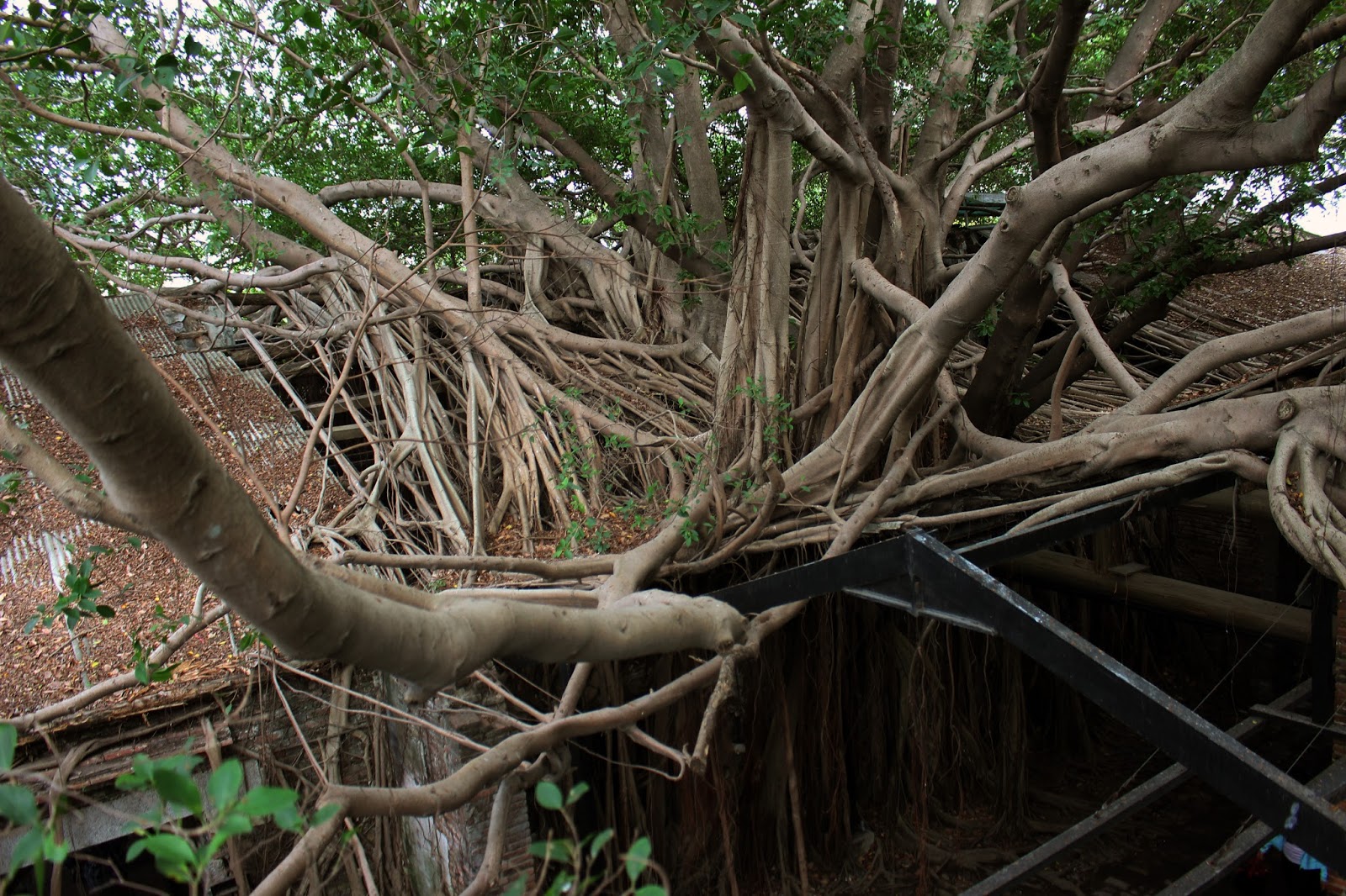 Paperartsy 2016 10 Scribbles And Doodles Challenge