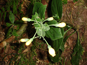 Floresta Atlântica