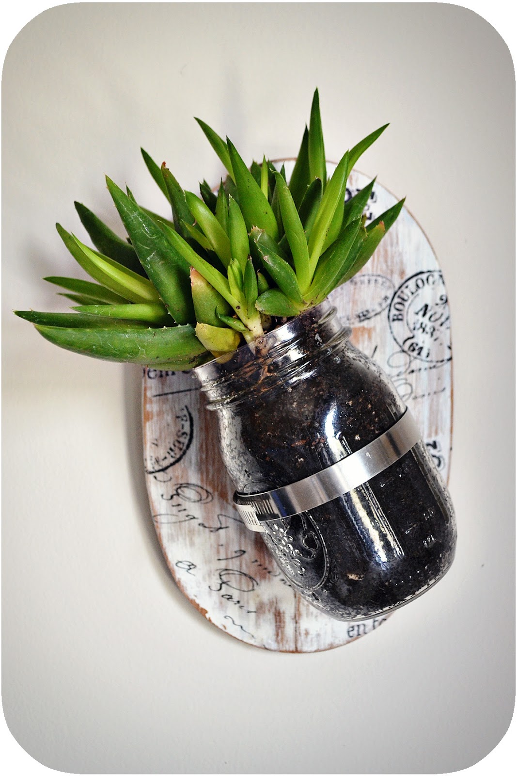 Simply Albany Mason Jar Wall Plant Simply Albany Mason Jar Wall Plant