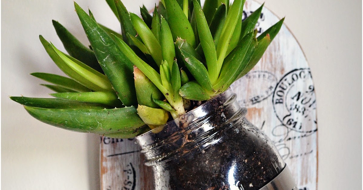 Simply Albany Mason Jar Wall Plant