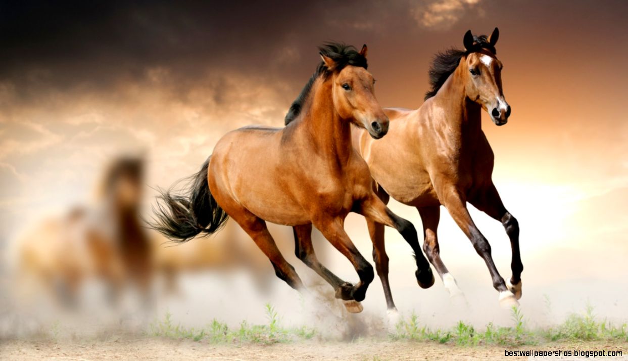 Horses Running HD desktop wallpaper High Definition Fullscreen Horses Running HD desktop wallpaper High Definition Fullscreen