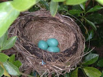 Robin's Nest with eggs, taken in our backyard