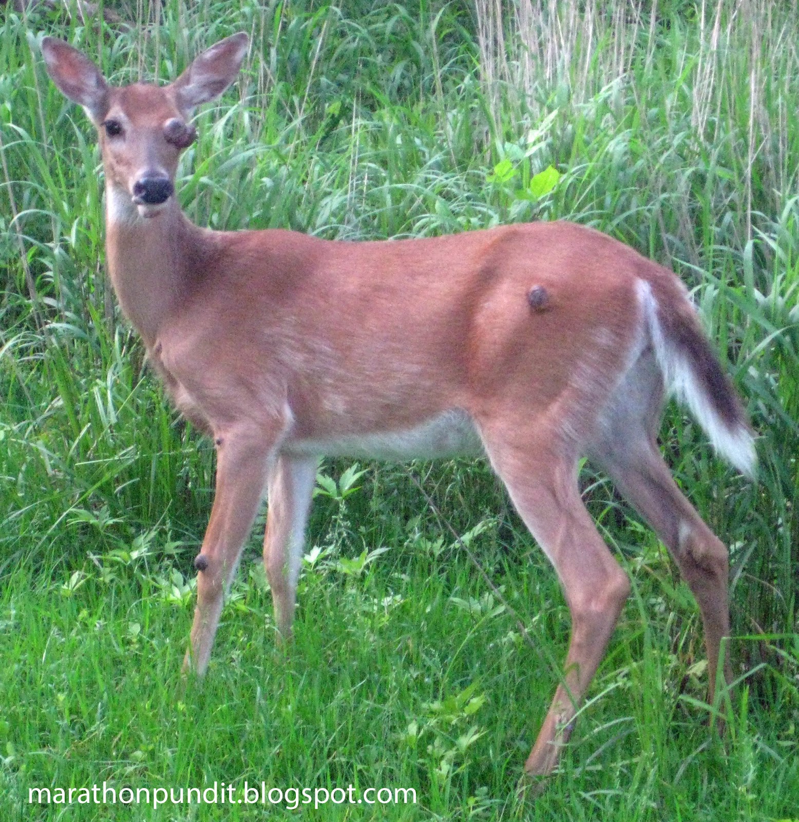 Marathon Pundit (Photo) Sad, deer with tumors on an eye