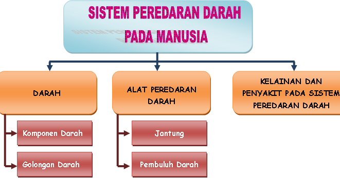 Catatan IPA SMP: SISTEM PEREDARAN DARAH PADA MANUSIA