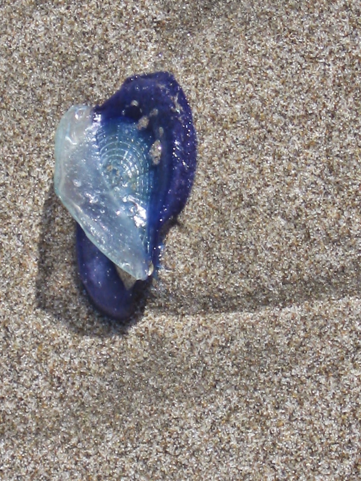 Benchmark 60 Lifeboat Museum Hosts