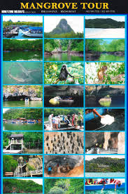 MANGROVE TOUR PACKAGE (8 ADULT)