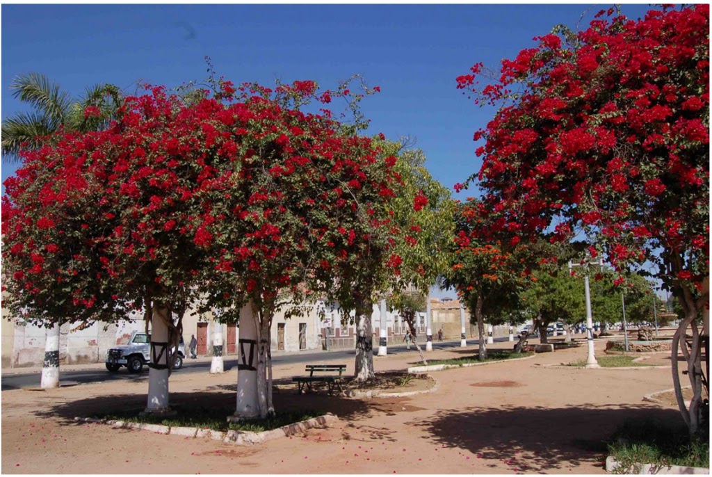 tropicalia: "acácias rubras em flor na cidades de Benguela