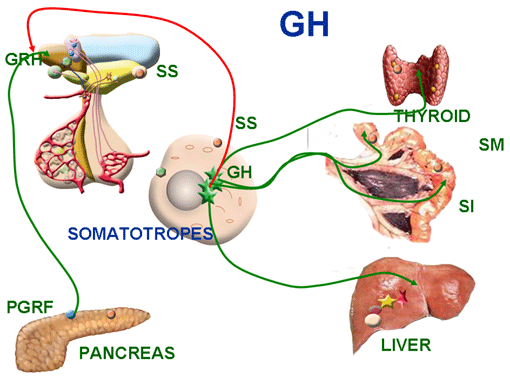 MANUAL DE REPRODUCCION BOVINA ENDOCRINOLOGIA
