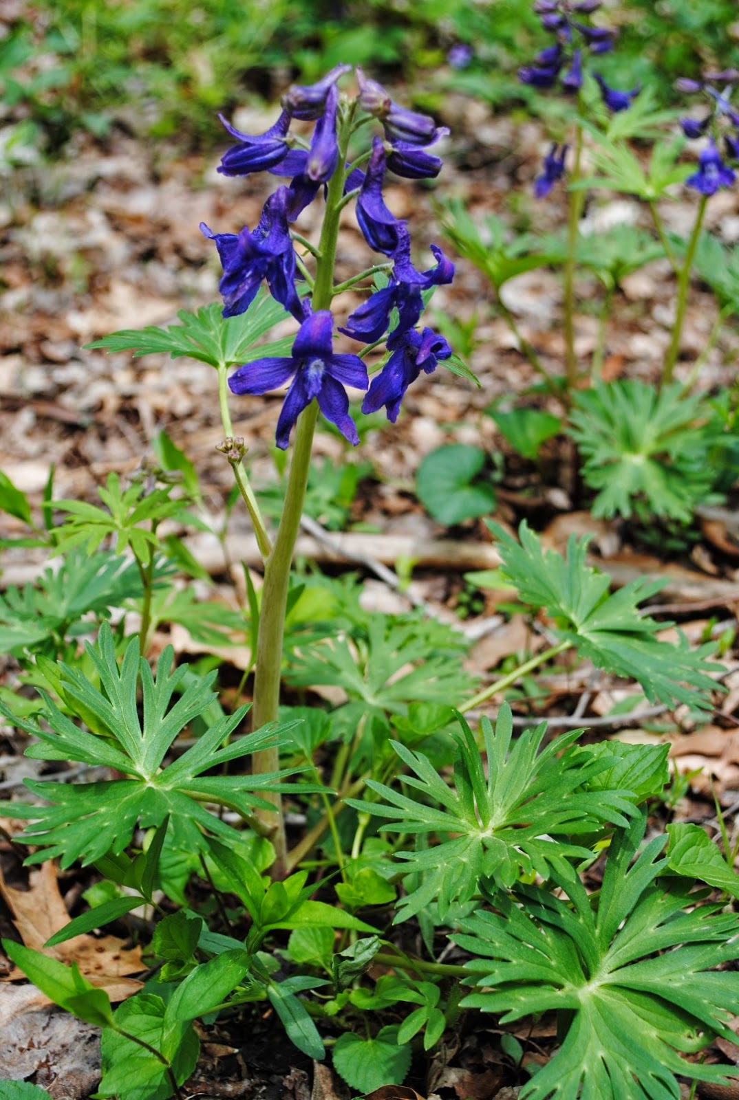 West Virginia Native WildflowersThe Big Year, 2013 Wild