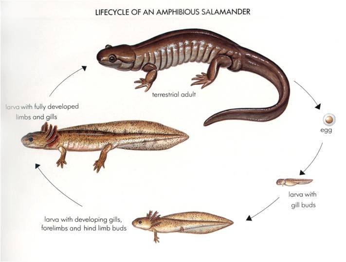Salamander berkembang biak dengan cara