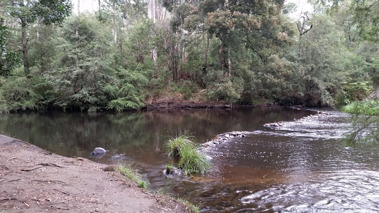 Trips Around the Sun Freshwater Swimming in the Yarra River near Melbourne