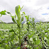 Milho resistente a herbicida nasce em lavoura de soja