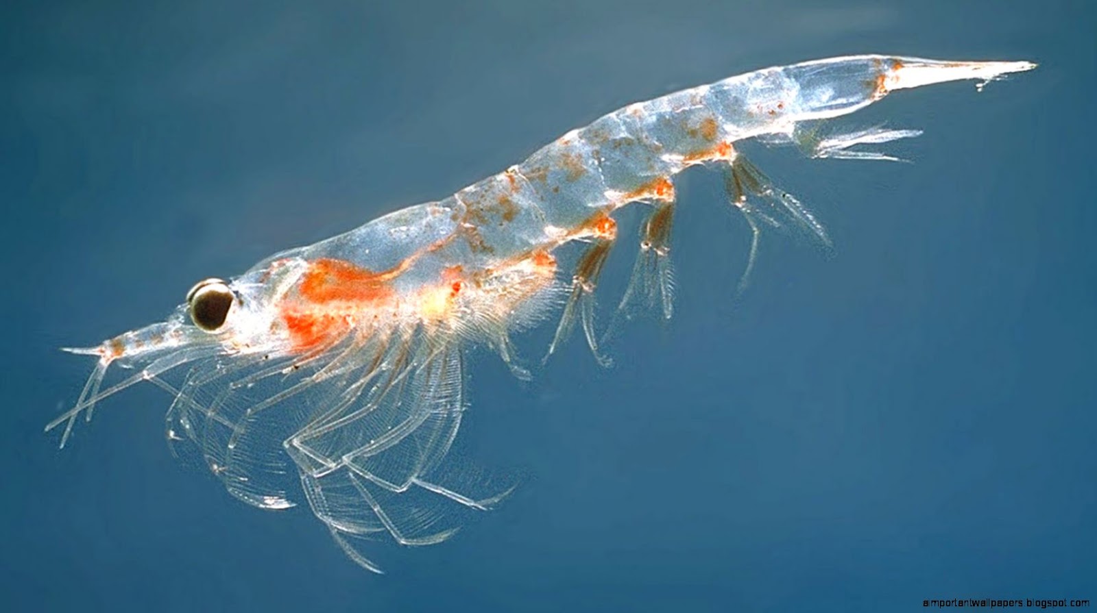 Krill un crustáceo de alto valor nutricional Farmacia Krill un crustáceo de alto valor nutricional Farmacia