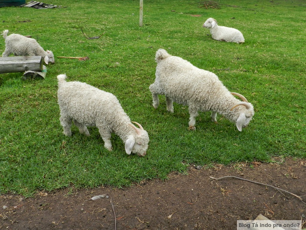 Tá indo pra onde? Elephant Sanctuary, The Crags em Plettenberg Bay e