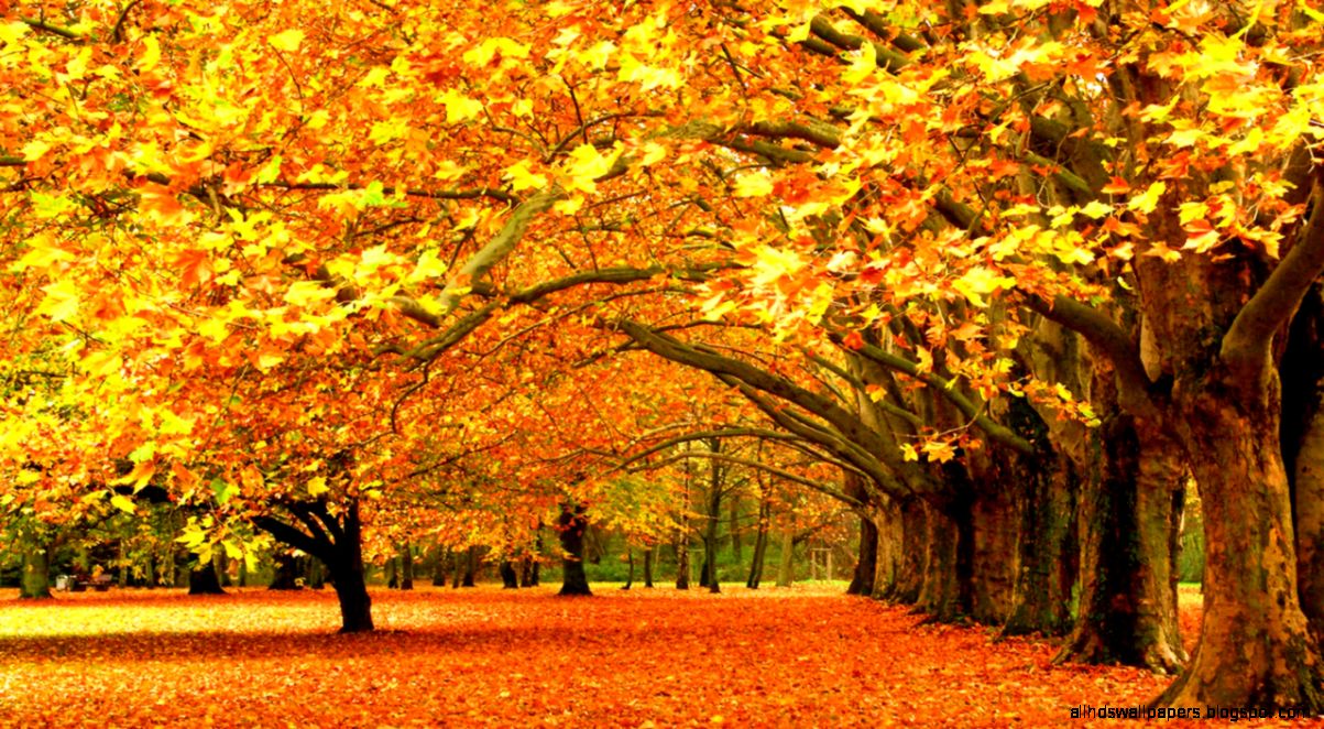 Fall Desktop Wallpaper Widescreen Desktop Backgrounds Fall Desktop Wallpaper Widescreen Desktop Backgrounds