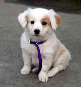 dog dog