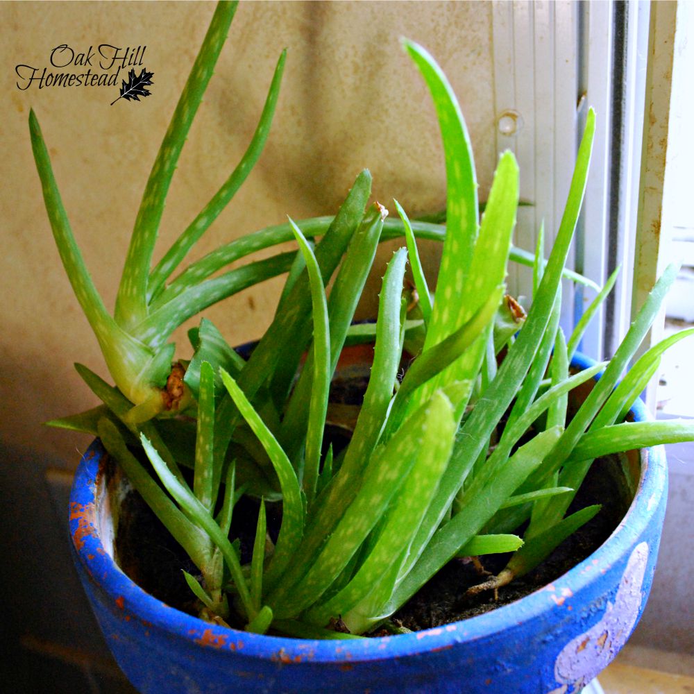 Propagating an Aloe Plant Oak Hill Homestead