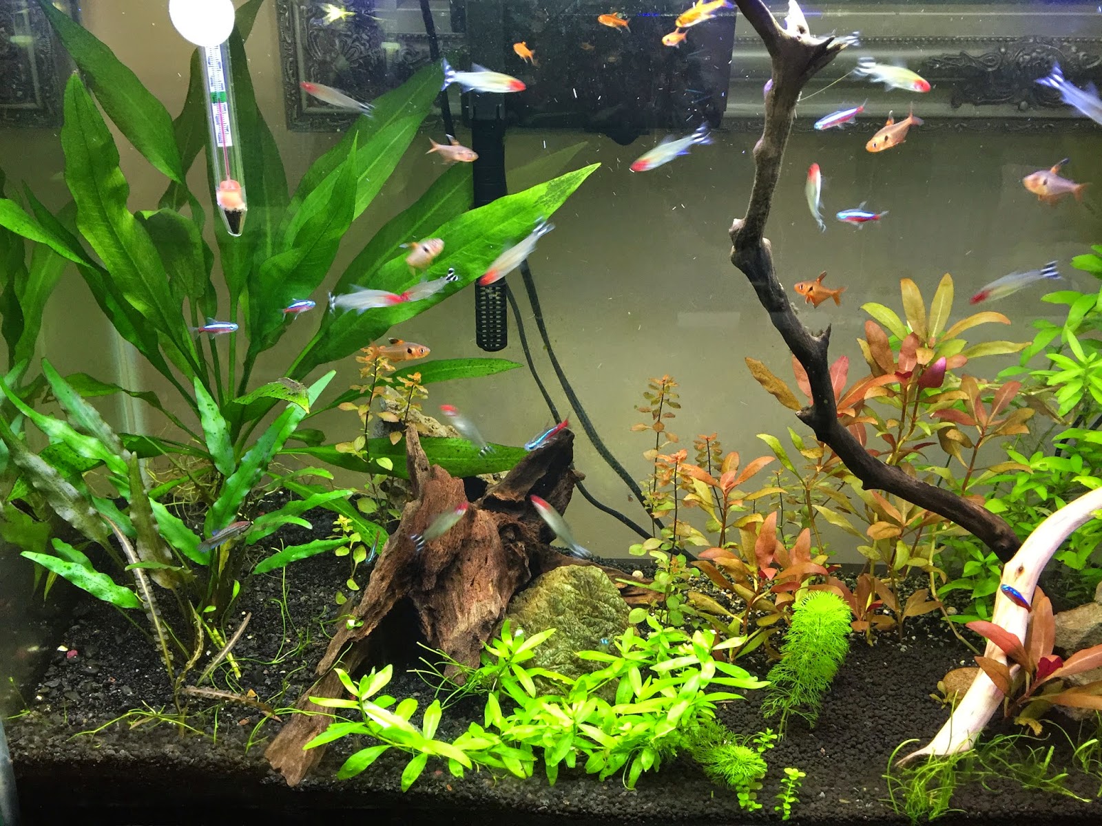 aquaticszone my freshwater aquarium