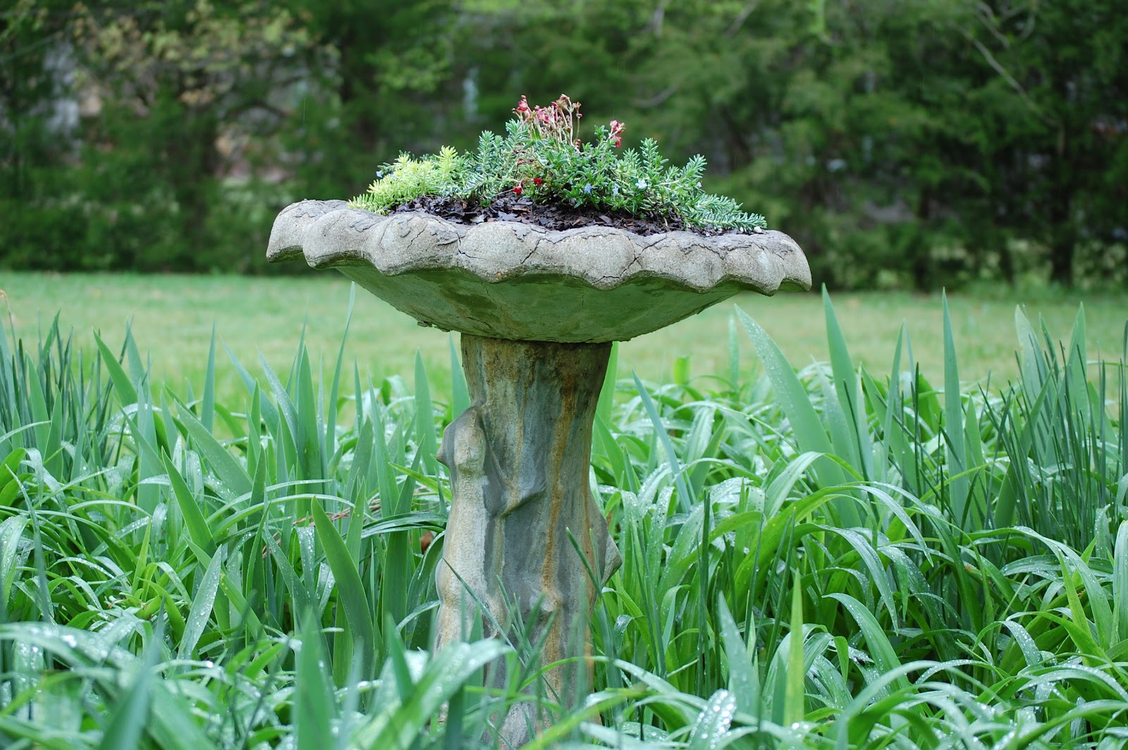 Tidy Brown Wren, bringing order to your nest Turning A Broken Bird