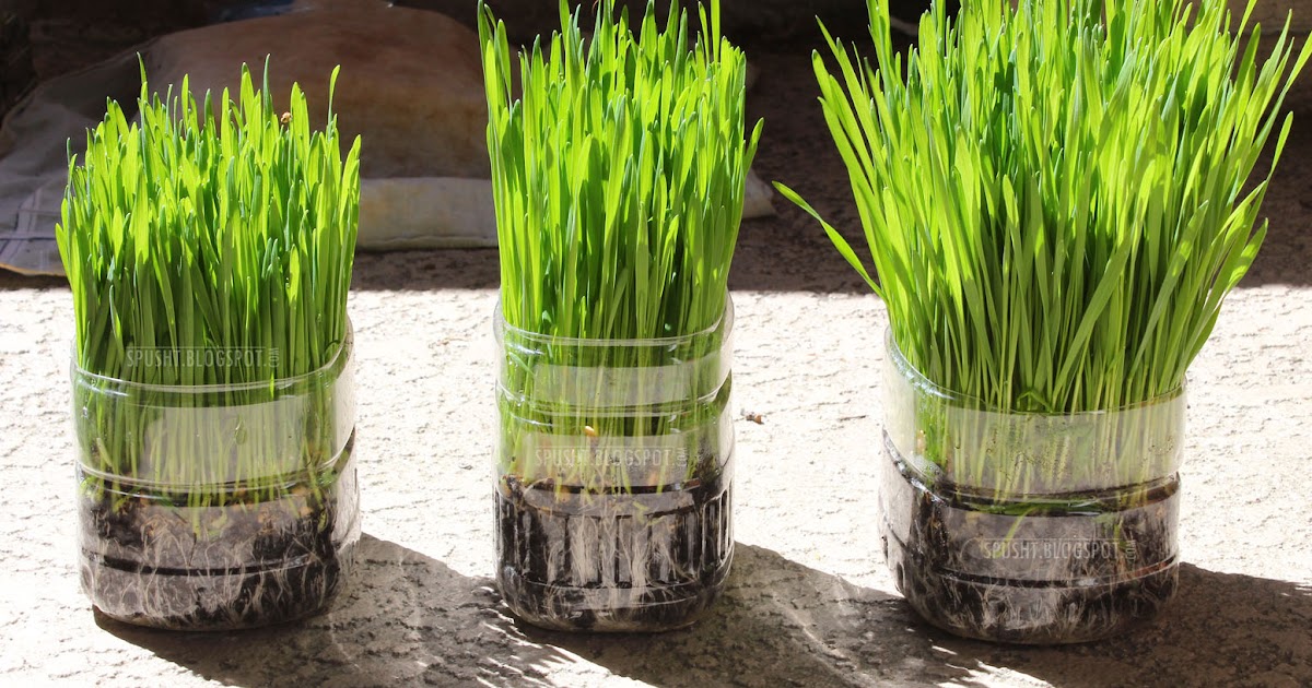 Spusht FAQ Growing Wheatgrass and Making Wheatgrass Juice at Home