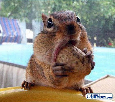 Hamster Makan Kacang