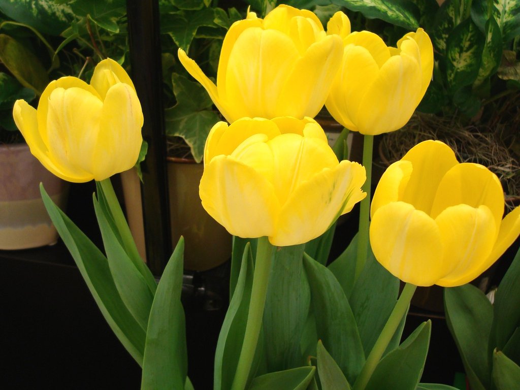 COOL WALLPAPERS yellow tulips