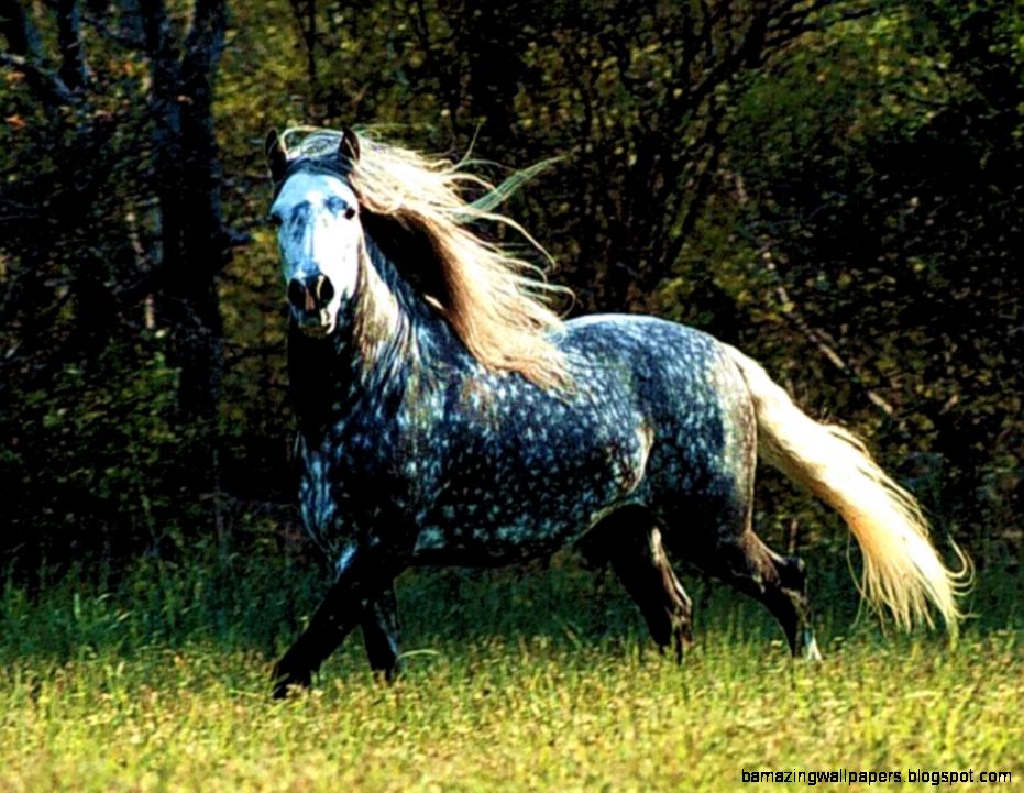 Black amp white Dapple Horses Wallpaper Black amp white Dapple Horses Wallpaper